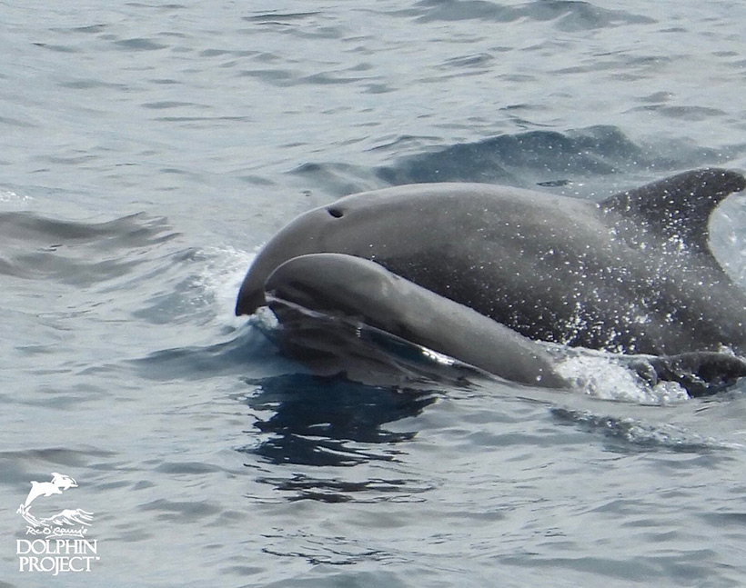 Diese Breitschnabeldelfin Mutter und ihr Baby wurden heute in Taiji Japan brutal ermordet