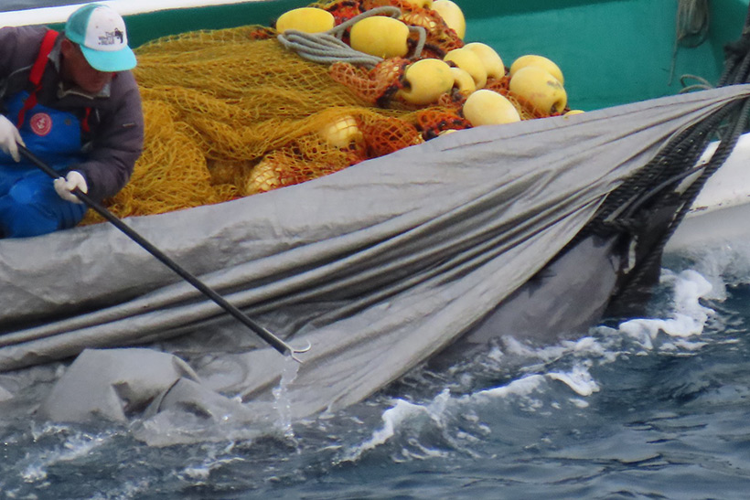 Ermordete Delfine dürfen nicht vor die Kammeras der Delfinschützer, die Killer versuchen alles um dies zu verhindern