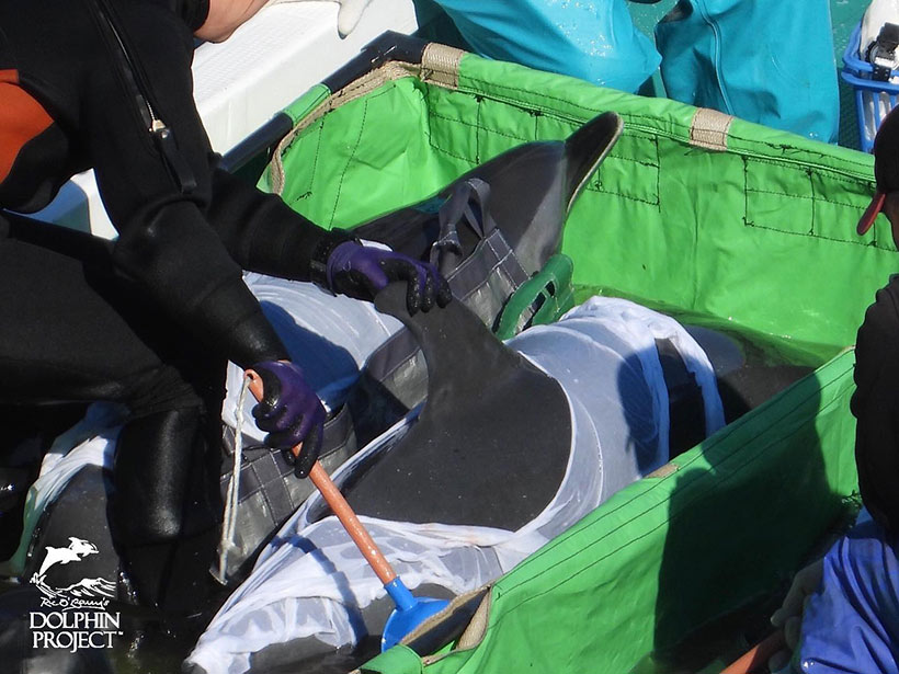 Diese entführten Delfinkinde hatten sich anscheinend gewehrt, sie werden gefesselt im Kasten auf dem Boot zu den Gefängnisse transportiert