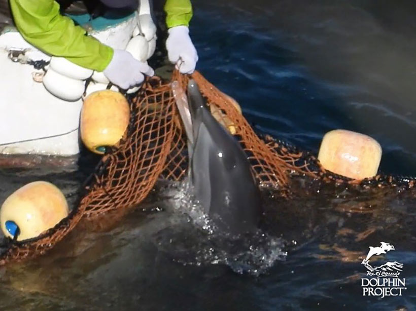 Ein in Panik geratener Delfin verfängt sich im Netz, ein Killer reiss ihn gewaltsam heraus. Möglicherweise hat dieser Delfin durch diesen brutalen, rabiaten Akt Zähne verloren