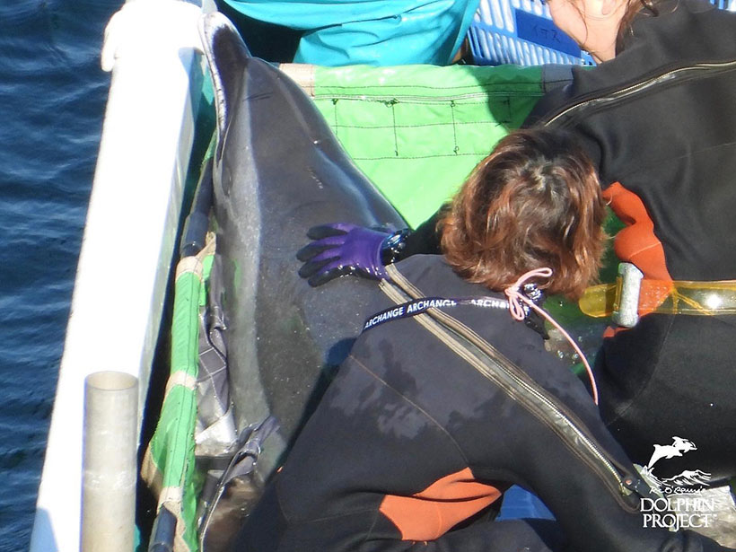 Entführtes Delfinkind wir in die Gefängnisse im Hafen von Taiji abgeführt
