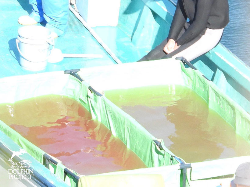 Zwei Transportwannen, Kästen, oder wie auch immer die heissen, das Wasser mit Delfinblut gemischt von gewaltsam zugefügten Verletzungen durch Misshandlungen