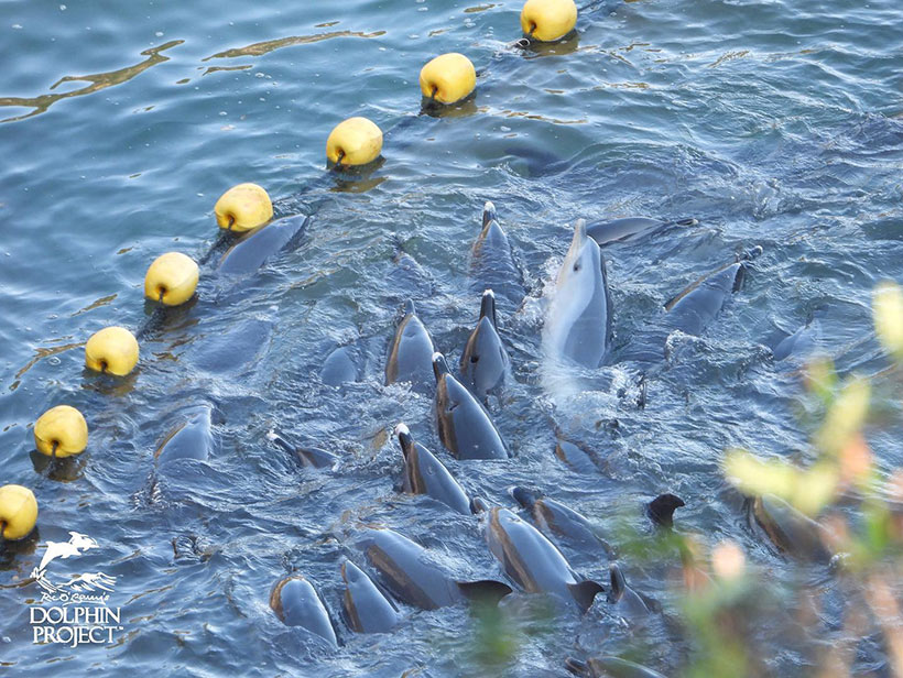 Die Delfine schwimmen eng aneinander, versuchen vor den japanischen Monster in Richtung Netz zu flüchten