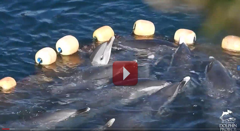 Bild: Im Video ist zu sehen, wie Babydelfin durch die anderen in Panik geratenen Delfine in die Ecke des des Netzes gedrückt wird und versucht aus dem Wasser über sie zu steigen um nicht zu ertrinken