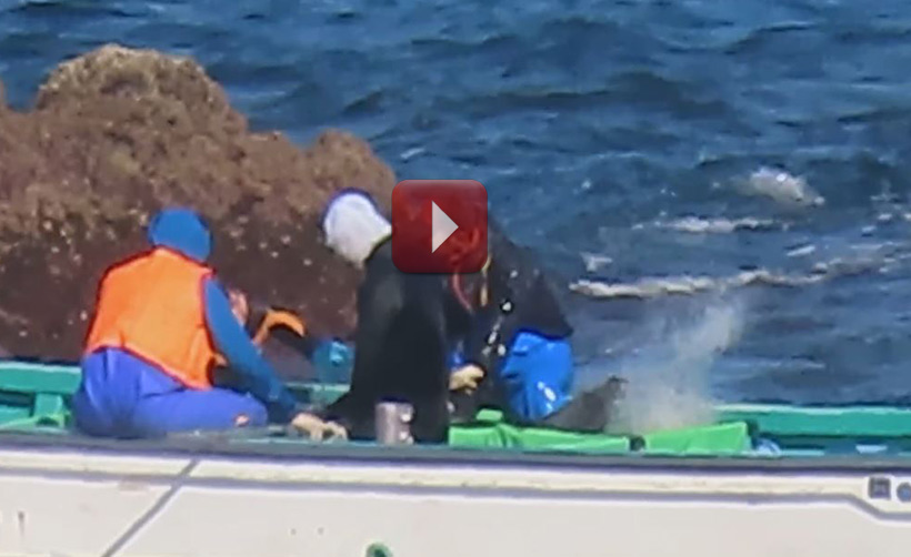 Bild: Im Video ist zu sehen, wie Babydelfin durch die anderen in Panik geratenen Delfine in die Ecke des des Netzes gedrückt wird und versucht aus dem Wasser über sie zu steigen um nicht zu ertrinken