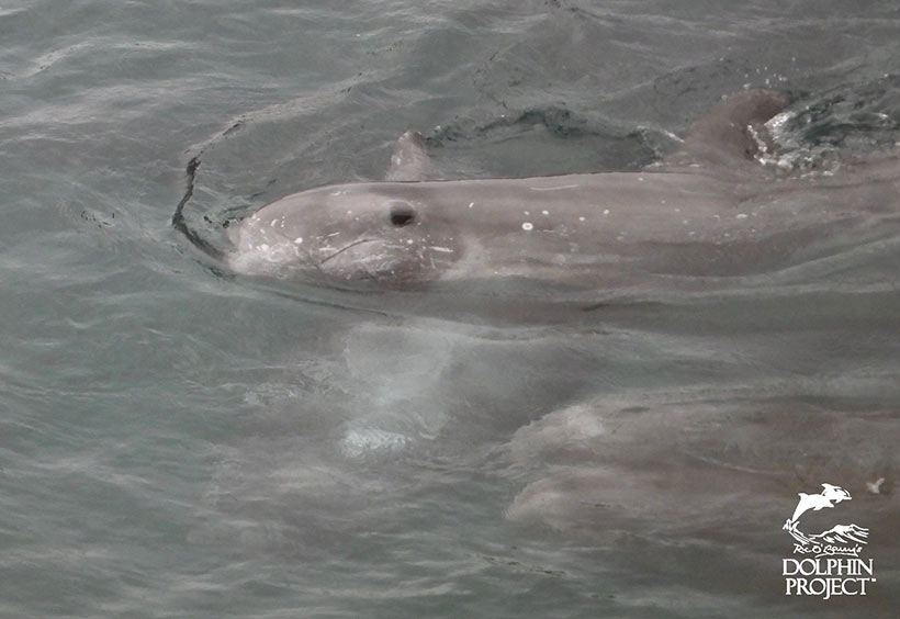 Diese völlig verängstigten Risso's Delfine wurden heute in Taiji Japan brutal misshandelt, vier Kinder entführt, 21 Erwachsene grausam ermordet