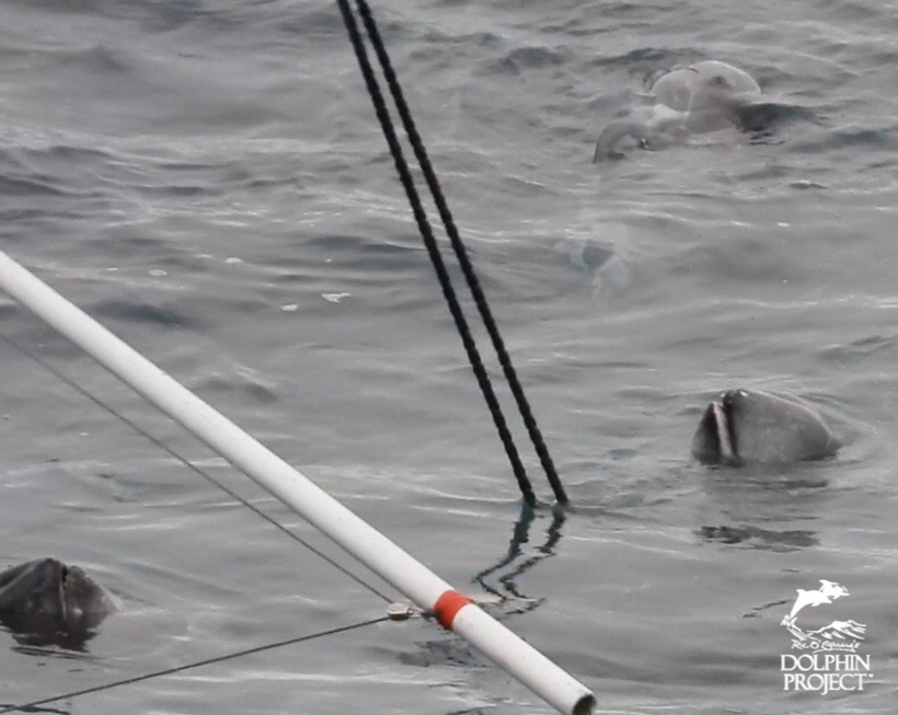 Tote Risso's Delfine an ein Jagschiff gefesselt, sie wurden heut in Taiji brutal misshandelt und ermordet