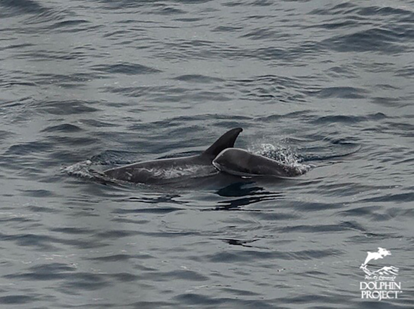 Beschützende Risso's Delfinmutter mit ihrem Kind, von der Familie die heute von japanischen Terroristen in die Bucht von Taiji getrieben und des Lebens beraubt wurde