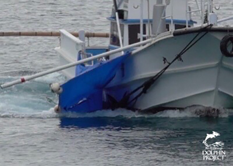 Die ermordeten Meeressäuger werden mit einem Jagdschiff ins Metzgerhaus geschleppt, wo sie ausgeschlachtet möglicherweise im Abfall ensorgt werden - Zuwenig Nachfrage für Delfinfleisch in Japan
