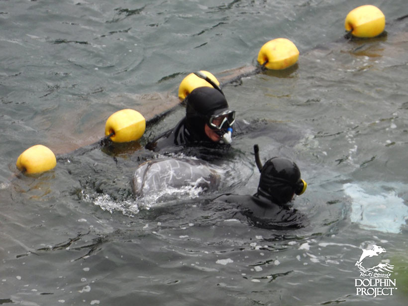 Risso's Delfin von Tauchern festgehalten wehrt sich nicht. Risso's Delfine sind sanfte Meeressäuger die im Gegensatz zu den japanischen Monster keine Gewalt kennen