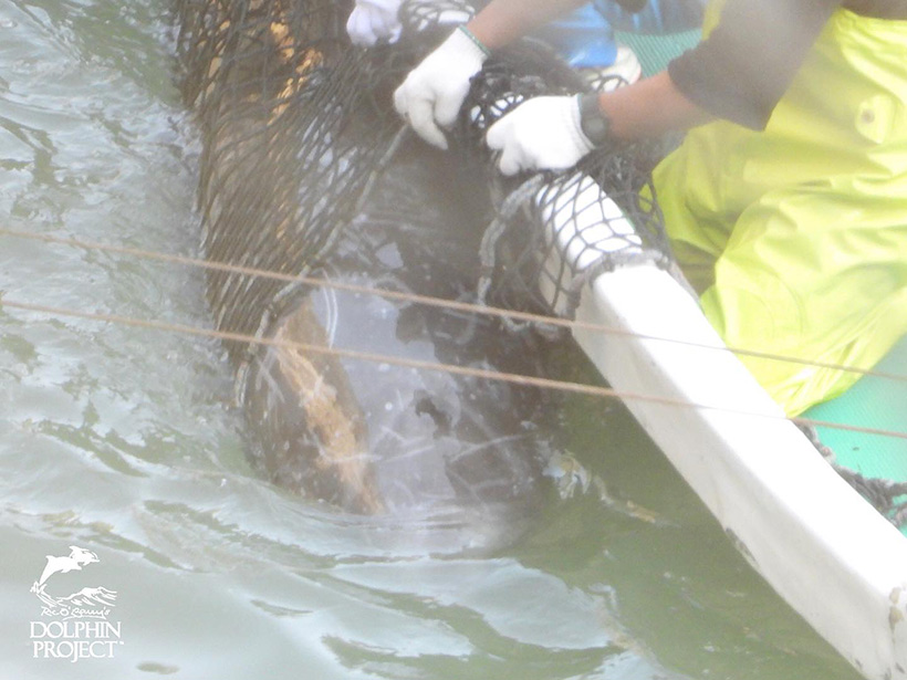 Ein auserwähltes Delfinkind  als möglicher Sklave in Delfinshows wird im schwarzen Netz von Killern ans Boot gedrückt unter die Planen an den Strand geschleppt - Japanische Monster haben über seine Seele oder sein Leben gerichtet.