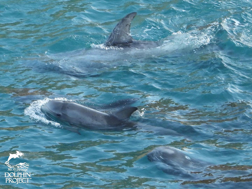 Ein Erwachsener Risso's Delfin und zwei Kinder, sie alle wurden heute in Taiji Japan ermordet