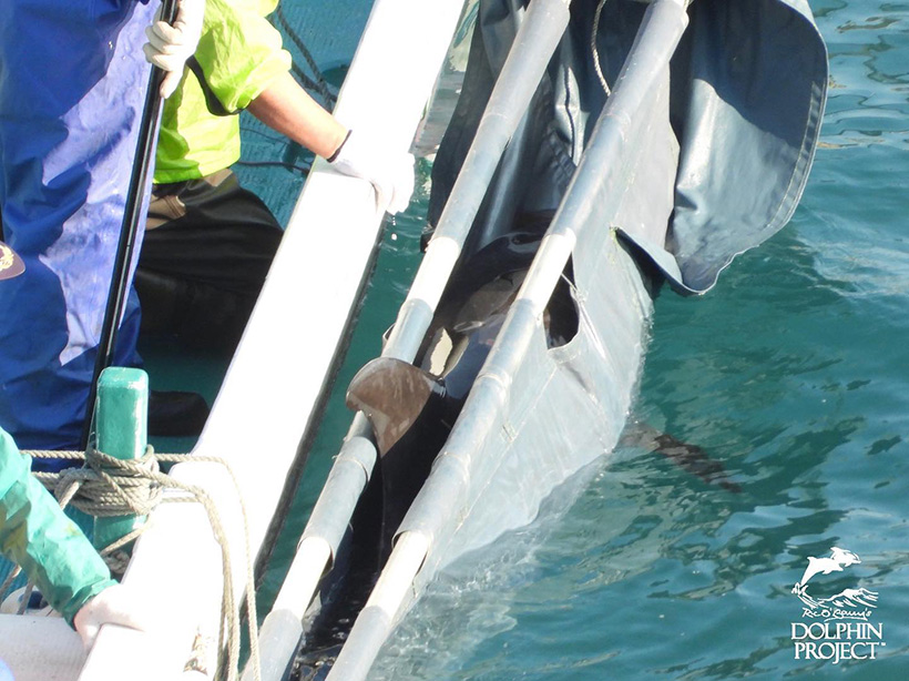 Entführtes Delfinkind wird von Killern und Trainern in ein Gefängnis im Hafen von Taiji gebracht