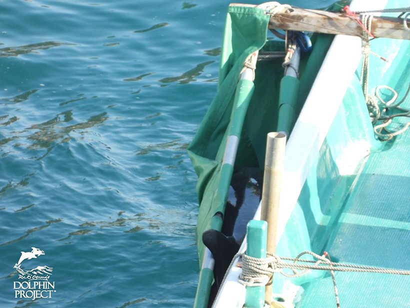 Über dieses unschuldige, wehrlose Delfinkinde haben japanische Monster gerichtet - Es wird vermutlich nach China in einem Aquarium verkauft, um als Futter bettelnder Sklave gezwungen die Menschen zu unterhalten Über dieses unschuldige, wehrlose Delfinkinde haben japanische Monster gerichtet - Es wird vermutlich nach China in ein Aquarium verkauft, um als Futter bettelnder Sklave gezwungen die Menschen zu unterhalten 