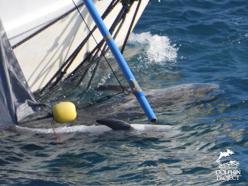 Diese Delfine sind entweder zu unschön oder zu alt für delfinshows - Sie wurden in Taiji Japan hingerichtet