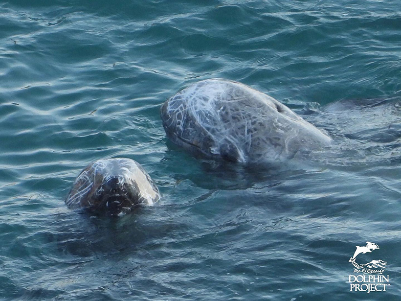 erantwortungsvolle Risso's Mutter versucht ihr Kind vor den japanischen Monstern zu beschützen, beide wurden heute in Taiji Japan ermordet