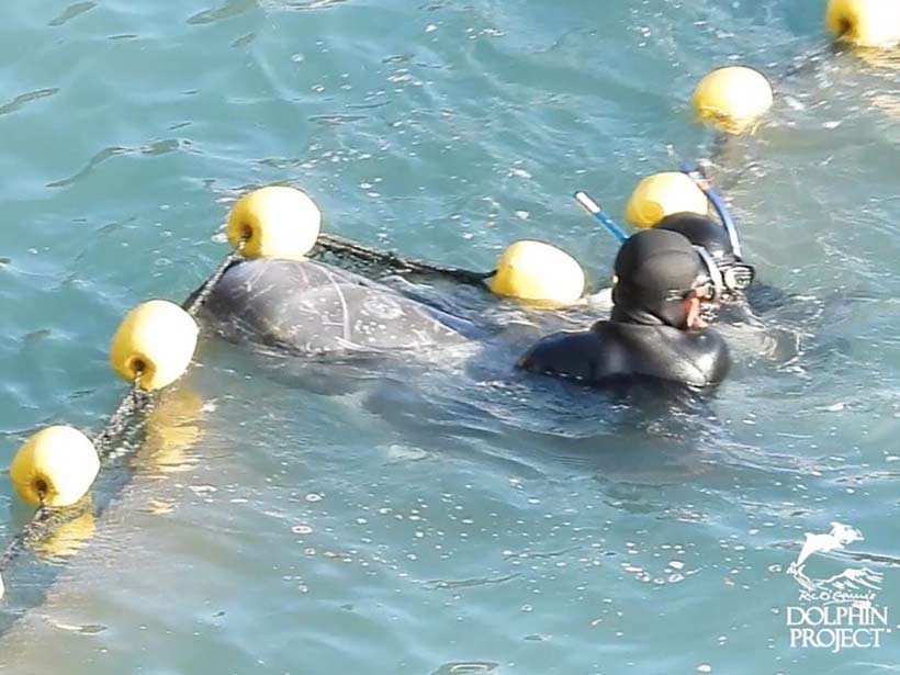 Junger Risso's Delfin versucht vor den Tauchern durchs Netz zu flüchten. Er ist ein Auserwählter für Delfinshows in Delfinarien