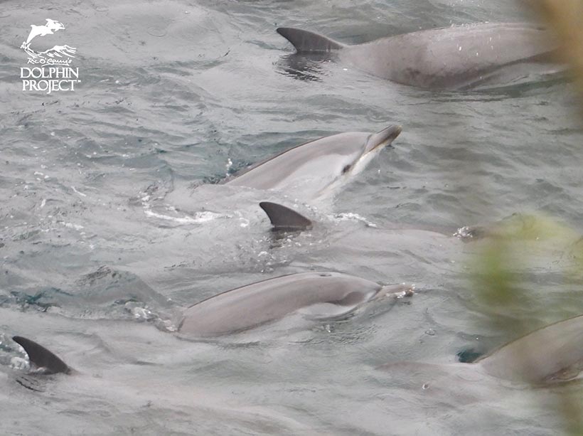Diese Streifendelfine, heute in die Bucht getrieben, litten stundenlang grausame Qualen während des brutalen Terrors in Taiji Japan