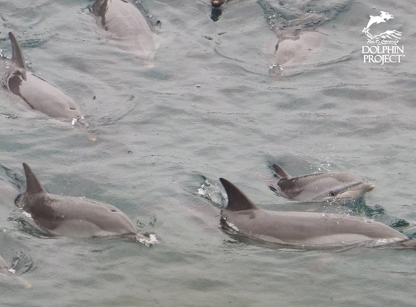 Rechts unten; verängstigtes Delfinkind mit seiner Mutter und seiner Familie heute in die japanische Bucht in den Tod getrieben 