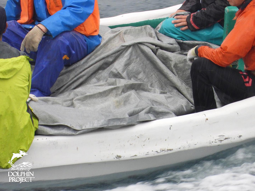 Die Leichen der ermordeten Streifendelfine auf einem Boot gestappelt, die Opfer des Verbrechen unter Planen vor der Öffentlichkeit und den Kammeras versteckt