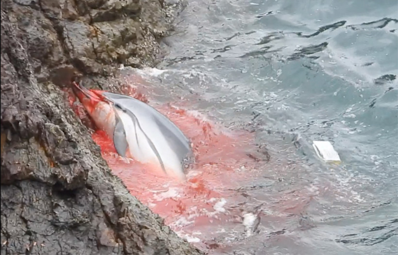 In Panik vor den japanischen Massenmördern flüchtend, verletzt sich dieser Streifendelfin schwer an den scharfen Kanten der Felswand