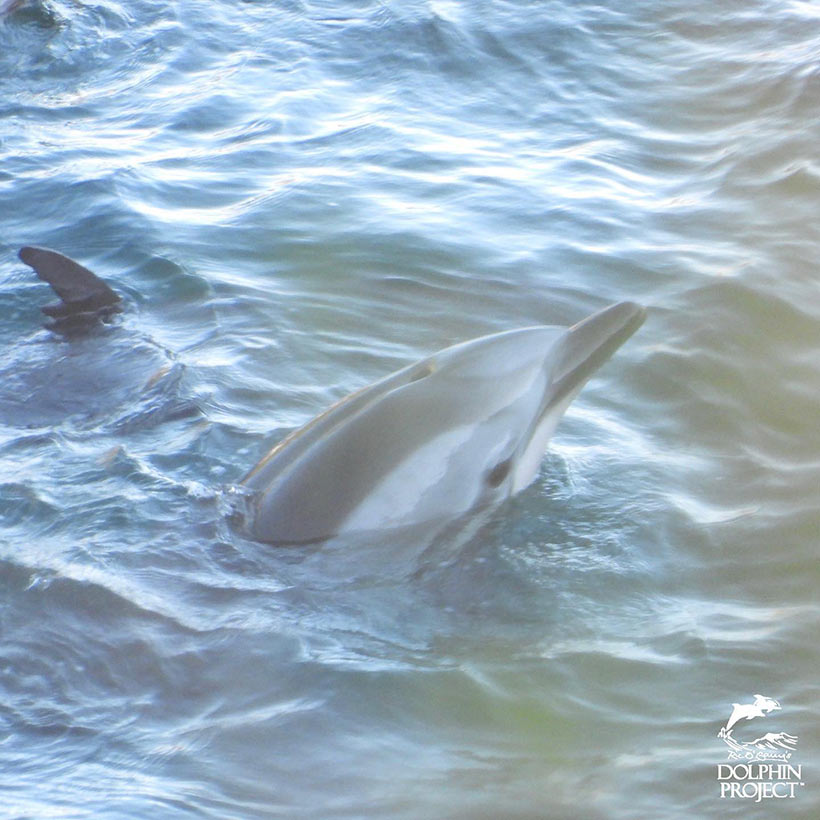 Verängstigte und panische wilde Streifendelfine in der Bucht von Taiji, werden von den japanischen Monster mit Bootsmotoren an den Strand in den Tod terrorisiert