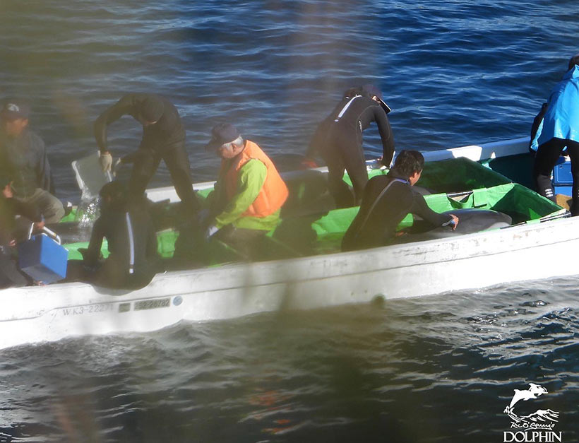Killer transportieren vier gestohlene Delfinkinder in die Schwimmgefängisse im Hafen von Taiji, wo sie gewaltsam hineingeworfen werden
