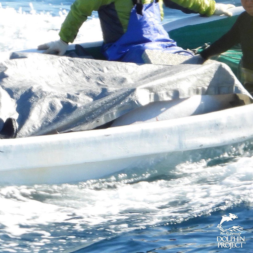 Streifendelfin Leichen werden mit einem Boot abtransportiert, unter Planen versteckt, um dieses Verbrechen vor den Kameras der Cove Monitore zu verbergen.