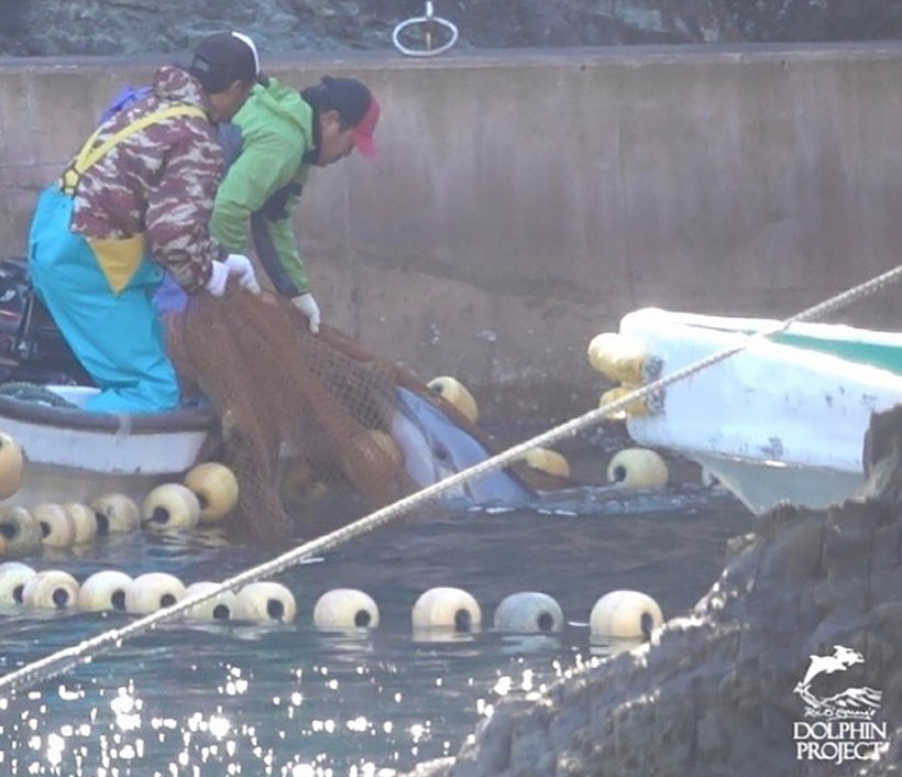 Einer der misshandelten Streifendelfine, in panischer Flucht vor den brutalen japanischen Monstern, verdeddert sich im Netz 