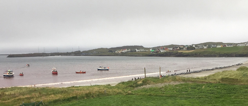 Die Leichen der ermordeten Pilotwale lliegen am Strand, das Meer ist tiefrot gefärbt mit dem Blut der wehrlosen Opfer.