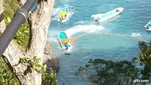 Bild: Ein Monster rammt den Bootsmotor in einen Delfin