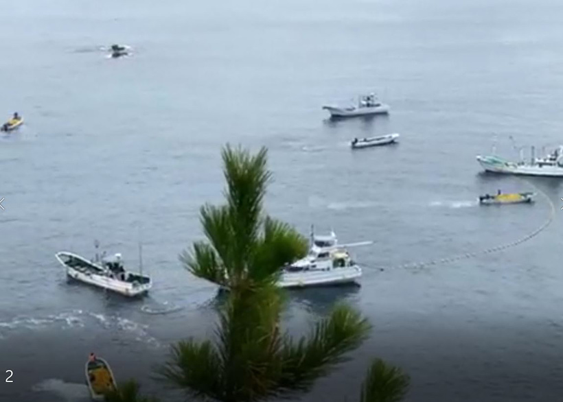 Monster terrorisieren vor der Bucht die Risso's Delfinfamilie unüblich mit einem ausgelegten langen Netz und den Booten