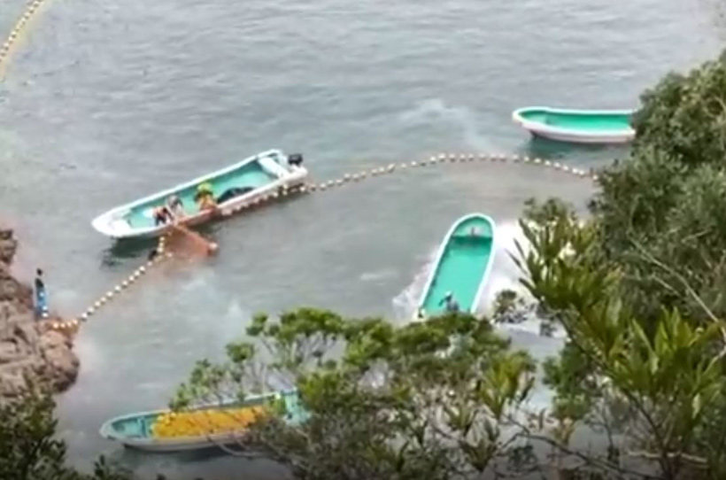 Bild: Terror und nochmals Terror, stundenlang, in Panik gratener Risso's Delfin verheddert sich im Netz