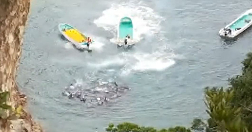 Die Melonenkopf Whale werden von den Monster von Taiji brural mit den Motoren der Schiffe terrorisiert. Die total verängstigten Meeressäuger schwimmen tröstend eng zusammen
