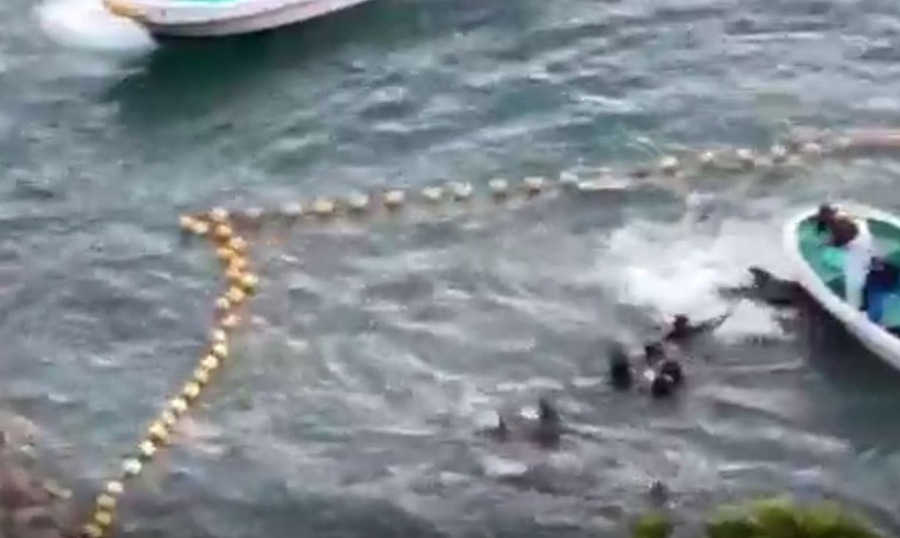 Killer überfahren rücksichtslos Delfine die nicht schön genug für Delfinarien sind und ein Kind wird gewaltsam von Tauchern ans Boot ins schwarze Netz gezogen