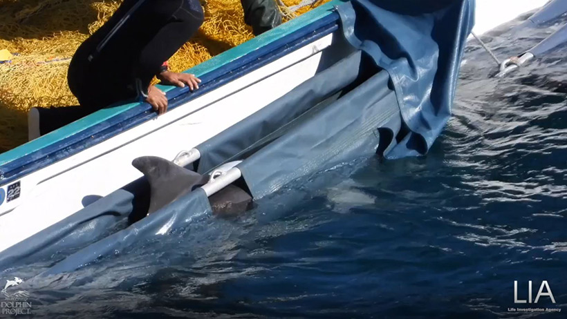 Delfinkind in Angst und Schrecken, aus Profitgier in Taiji Japan von seiner Mutter gestohlen