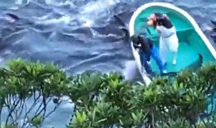 Delfine während des Terrors in der Bucht werden rücksichtslos überfahren, die Killer und Taucher achten nur auf die schönen Delfinkinder die durch ihren Verkauf hohen Profit generieren