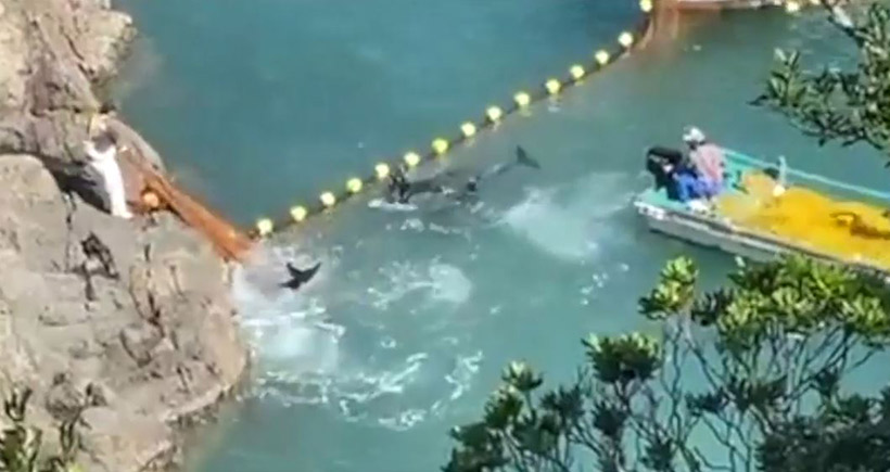 Die Risso's Delfine kämpfen hart um ihr Leben, verfangen sich in Panik und Fluchtversuch im Netz, trotz brutaler Gewaltanwendung der Monster von Taiji