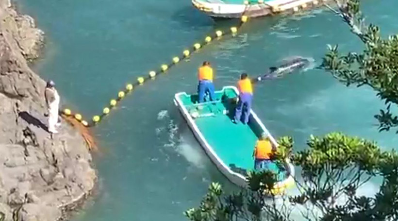 Brutale Gewaltanwendung mit dem Bootsmotor. Dieser Delfin scheint von der Schiffsschraube verletzt zu sein. Der Fettsack links mit dem dicken Ranzen auf dem Felsen ist ein brutaller Massenmörder, der oft lebenden Delfinen einen Gaff in den Körper rammt. Vermutlich hat er es heute wieder getan, wie dies im Video vermuten lässt.
