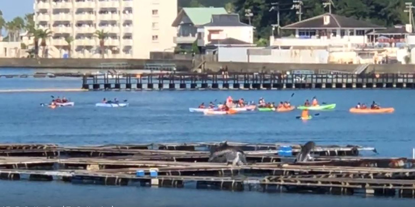 Moralisch unverzeihbar, japanische Studenten paddeln vor den Käfigen hunderter entfürten Delfinkindern