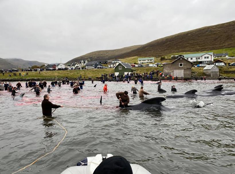 Sadistische Psychopathen der supperreichen dänischen Färöer Mörderinseln im Blutsport-Wahnsinn - Delfinfleisch ist toxisch und ungeniessbar, das meiste Fleisch inklusive der ermordeten Delfinkörper werden auf dafür extra gebauten Rutschen im Meer entsorgt