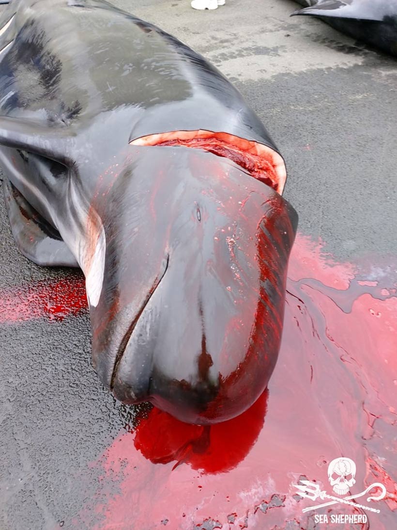 Bild: Ermordeter Delfin aus der Familienformation der 66 Pilotwale