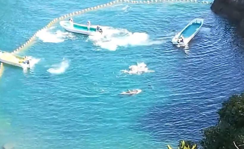 Die Delfinfamilie wird in der Bucht im Netz mit Bootsmotoren terrorisiert