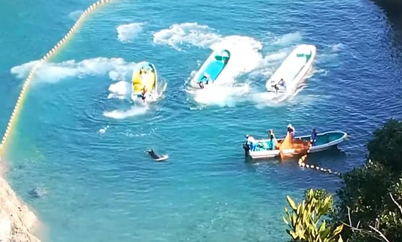 Ein Risso's Delfin wird von Killern mit vier Bootsmotoren ins innere Netzt terrorisiert