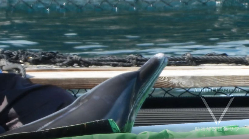 Verwunderter Blick eines traumatisierten Delfinkind vor dem Gefängnis im Hafen von Taiji bevor es hineingeworfen wurde