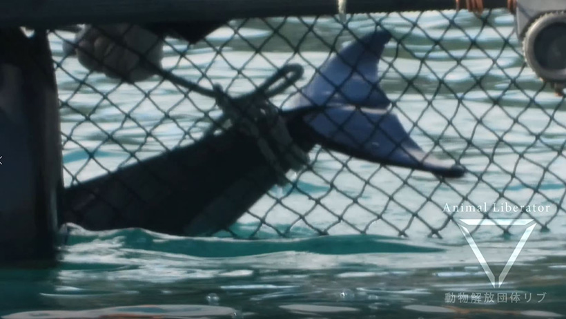 Mindestens ein Delfinkind starb in einem Gehege während der brutalen Gewalt, es starb durch die Gier und der grossen Nachfrage nach Delfinen der Delfinarien Industrie