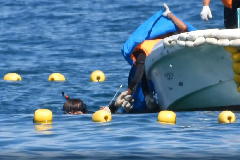 Taucher und Killer töten einen Risso's Delfin. Wie es aussieht ist es noch ein sehr junger Delfin