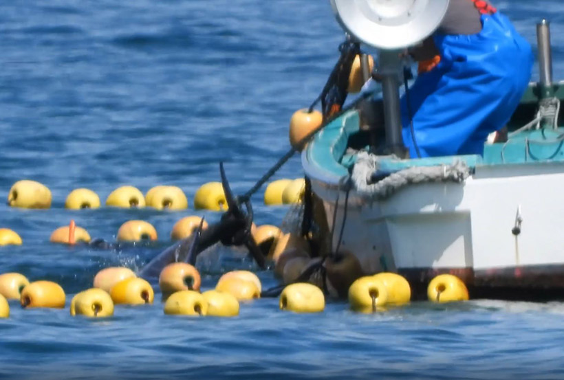 Gefesselte Risso's Delfine werden zur Schlachtung ans Boot gezogen wo sie von Tauchern im Wasser und Killern auf dem Boot gleichzeitig niedergestochen werden. Der Taucher zersticht den Delfinen das Gewebe und Rückenmark und der Killer auf dem Boot hämmert den Dolch in das Rückenmark der Risso's Delfine