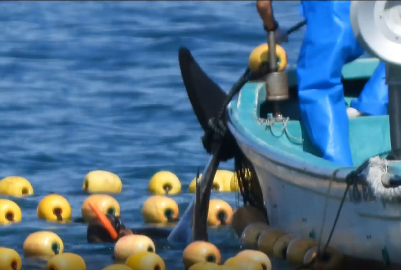 Dieser gefesselte lebende Delfin hängt schon seit über 15 Minuten kopfüber unter Wasser, er ringt mit dem Tod und dem Ersticken