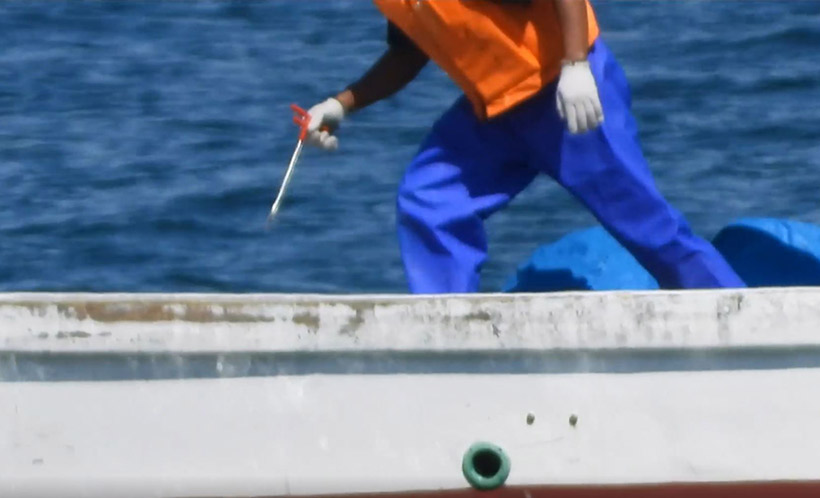 Killer mit dem Tötungswerkzeug das diese grossen Risso's Delfine nicht tötet sondern schwer verletzt